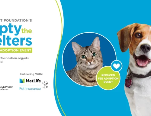 MetLife Pet Insurance Review 2026 Costs, Coverage & Pros