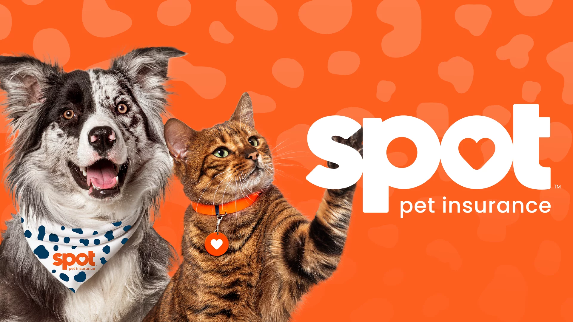 Spot Pet Insurance
